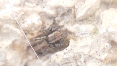 Phlegra fasciata