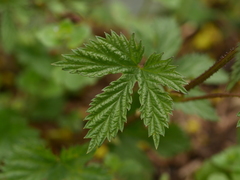 Humulus lupulus