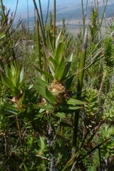 Cliffortia lanceolata