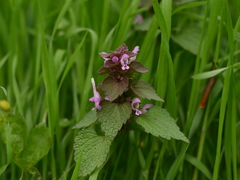 Lamium purpureum