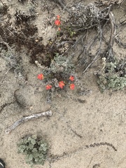 Castilleja latifolia