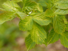 Acer negundo