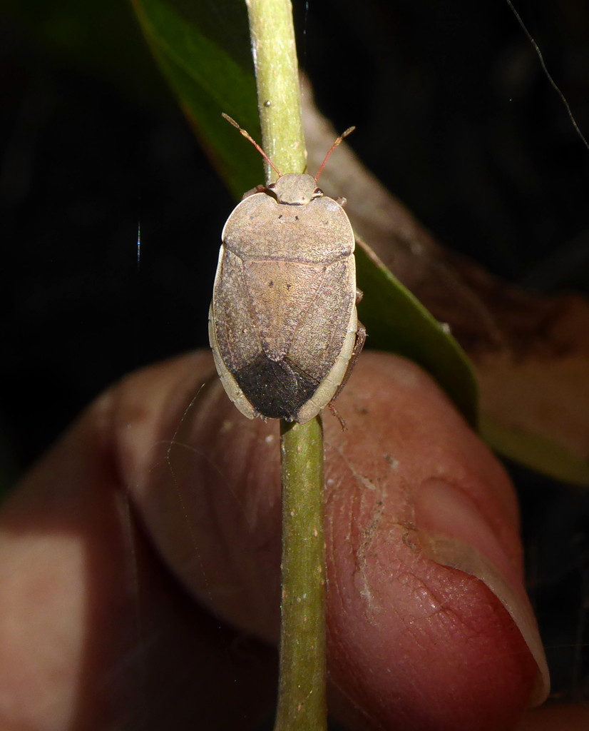 Delegorguella ventralis