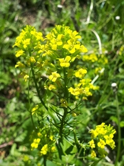 Angiospermae