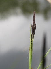 Carex nigra