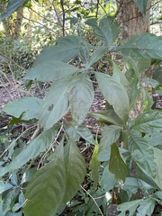 Metarungia pubinervia