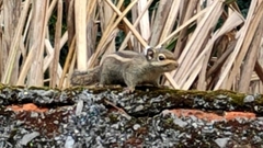 Tamiops maritimus