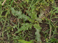 Cirsium arvense