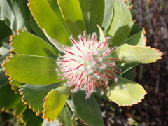 Leucospermum pluridens