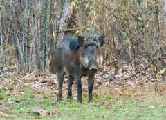 Sus scrofa cristatus