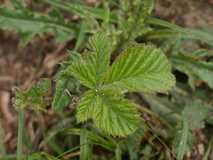 Rubus