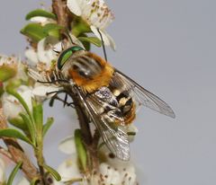 Scaptia patula