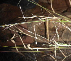 Panicum deustum