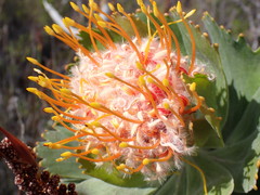 Leucospermum pluridens