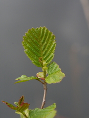 Alnus glutinosa