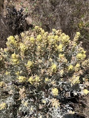 Castilleja hololeuca