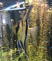 Pterophyllum