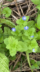 Veronica persica