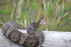Cottonmouth photo 3