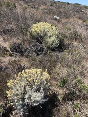 Castilleja hololeuca