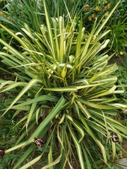 Carex oshimensis