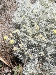 Castilleja hololeuca