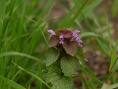 Lamium purpureum