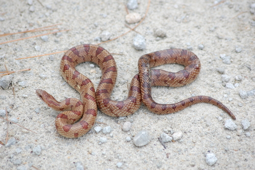 Photo of a Mole snake (Lampropeltis rhombomaculata)