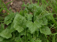 Bryonia cretica