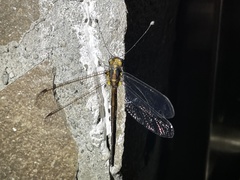 Suphalomitus formosanus