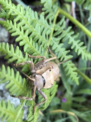 Pycnogaster