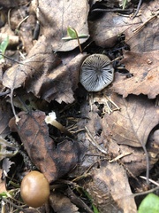 Mycena plumipes