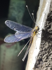 Suphalomitus formosanus