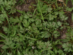 Artemisia vulgaris