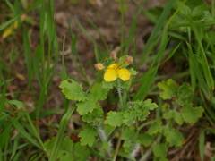 Chelidonium majus