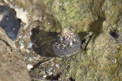 Phorcus articulatus image