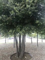 Quercus ilex