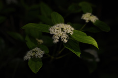 Viburnum sempervirens