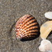 Cardites antiquatus - Photo (c) GF, μερικά δικαιώματα διατηρούνται (CC BY-NC), uploaded by GF