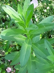 Plectocephalus americanus