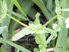 Valerianella umbilicata