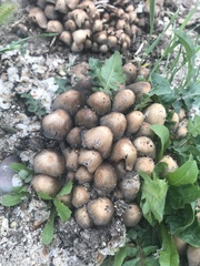 Fungi