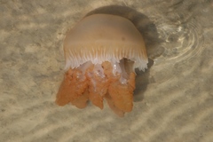 Catostylus tagi
