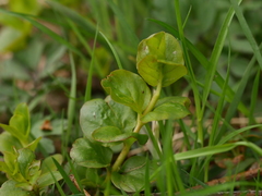 Lysimachia nummularia