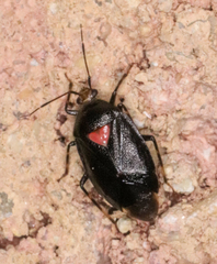 Deraeocoris sayi