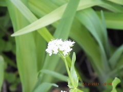 Valerianella umbilicata