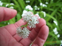 Valerianella umbilicata