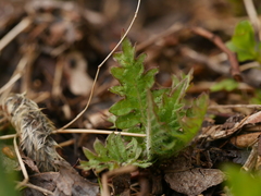 Cirsium oleraceum