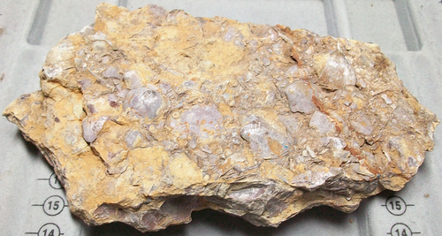 Brachiopoda