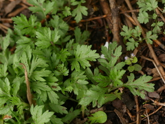Artemisia vulgaris